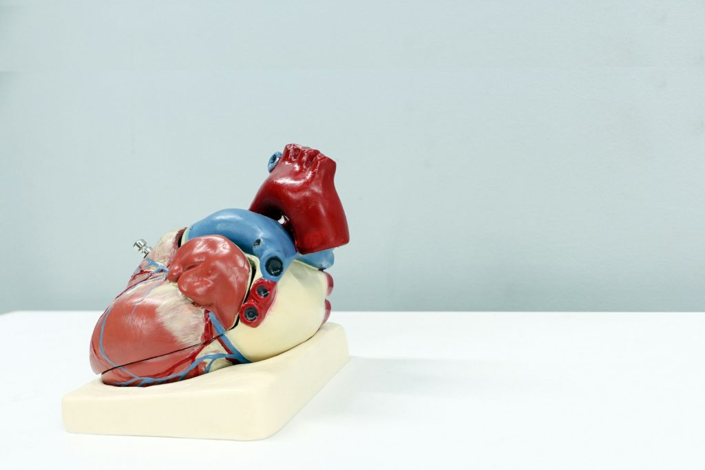 Prévention des Maladies Cardiovasculaires